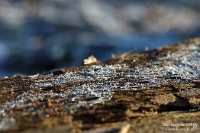 Winterhauch auf altem Holz  Zu Weihnachten habe ich mir ein Makro‑Objektiv gegönnt, mit dem ich gezielt in eine Welt abtauchen kann, die man ohne ein solches Objektiv ganz anders wahrnimmt. Das Tolle daran ist, dass sich im Gegensatz zur Eisenbahnfotografie sogar Tage mit Schleierwolken hervorragend für die Makrofotografie eignen. Am 27. Dezember 2025 sind bei einem Spaziergang rund um mein heimisches Stetten am Heuchelberg einige Aufnahmen von Raureif entstanden. Eine davon möchte ich hier zeigen - es handelt sich um einen Ausschnitt eines kleinen Holzbretts, das auf einem Wiesenweg lag.