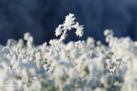 Senf eiskalt  Am 23. November 2025 trat das seltene Wetterphänomen Sonne und Raureif auf. In den Morgenstunden sind Eisenbahnfotos im Winter aufgrund der langen Schatten immer eine besondere Herausforderung, und so begann ich - auch wegen der Streckensperrung auf der Frankenbahn - zunächst mit Aufnahmen in der Natur. Langsam in der Nähe einer Bahnlinie, um wenigstens ein Foto zu erhaschen, entdeckte ich bei Babstadt diesen Blick auf ein mit Raureif geschmücktes Senffeld.