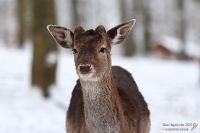 Winter im Wildparadies  Am 16. Februar 2025 war Zeit für einen Besuch des zu Tripsdrill gehörenden Wildparks. Während meine Tochter ihre Freude mit dem Füttern der Rehe hatte, war immer mal wieder Zeit für ein Foto. Dieser junge Rehbock war zum einen äußerst fotogen, zum anderen ließ er sich im Anschluss an dieses Foto auch füttern. Dieser Wildpark bei Cleebronn ist immer einen Besuch wert.