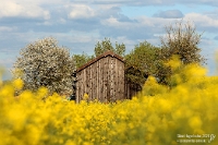 Scheune am Raps  Mittlerweile entstehen – je nach Lust, Laune und Gelegenheit – gerne auch immer mehr Fotos ohne Eisenbahnbezug. Am Abend des 20. April 2026 bin ich im heimischen Stetten am Heuchelberg losgezogen, um mit verschiedenen Objektiven den Frühling einzufangen. Mein Lieblingsfoto von jenem Tag ist diese Scheune, die von Obst- und Rapsblüten eingerahmt im Abendlicht angestrahlt war. So wurde die kurze Fototour, die im Anschluss nach einem 1440 und einer Makroaufnahme einer Pusteblume mit der nächsten Wolkenfront endete, dennoch sehr erfolgreich.