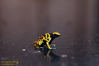 Ausgebrochen  Da das Wetter während unseres Urlaubs nicht immer gut war und durchaus als wechselhaft bis regnerisch beschrieben werden kann - zumindest an einzelnen Tagen - haben wir uns am 9. September 2025 für einen Ausflug ins Elsass entschieden. Im französischen Mulhouse gibt es einen sehr sehenswerten und abwechslungsreichen Zoo. Aufgrund einer vergessenen Kapuzenjacke kehrten wir nochmals in einen Bereich des Zoos zurück, in dem unter anderem exotische Tiere beheimatet sind. Ein gelbgebänderter Baumsteiger war tatsächlich ausgebrochen und konnte mit ein paar Brocken Französisch meinerseits vom Personal wieder zurück in sein Terrarium gebracht werden.