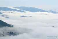 Nebelmeer im Hochschwarzwald  Am 8. September 2025 ergab sich dieser mystische Ausblick aus unserer Ferienwohnung im Hochschwarzwald. Der Blick ins Tal war zunächst völlig verhangen, doch mit jeder Minute veränderte sich das Bild. Einzelne Baumkronen tauchten auf, verschwanden wieder, als würde der Wald ein Versteckspiel mit dem Nebel treiben. Die Landschaft wirkte fast surreal - vertraut und doch fremd. Es war ein stiller, eindrucksvoller Moment, der die besondere Stimmung dieses Ortes unterstrich – ruhig, wechselhaft und voller natürlicher Schönheit.
